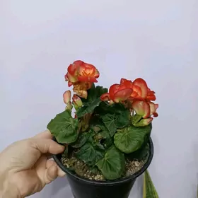 БЕГОНИЯ ЭЛАТИОР