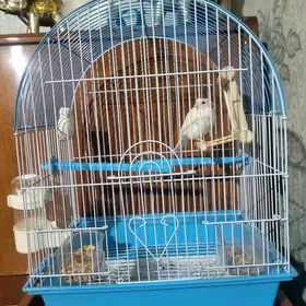 Птица Канарейка