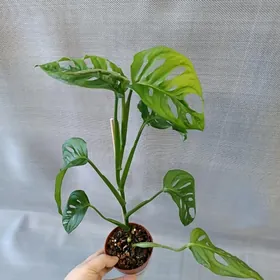 МОНСТЕРА МАНКИ