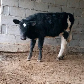 Gibrit golişdeýin tuwe