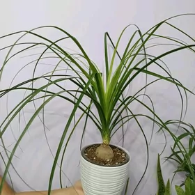 БОКАРНЕЯ НОЛИНА