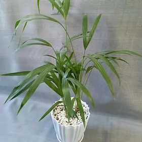 ПАЛЬМА АРЕКА