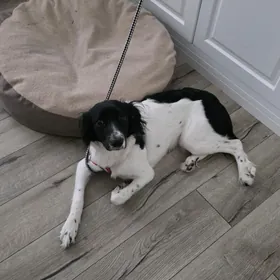 Русский спаниель, девочка