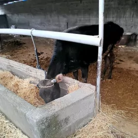 BOGAZ  SYGYR  ŞIWET