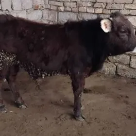 ŞWES OKÜZ ARASSA TOHIM MAL