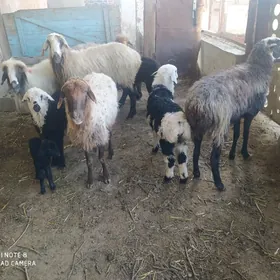 гузылы гойун