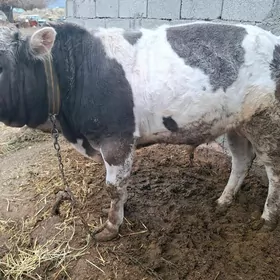 satlyk okuz iñgus garyşyk