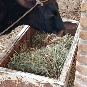 Гысыр гунажын