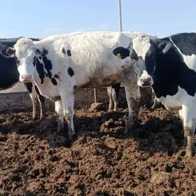 Богаз унаджин