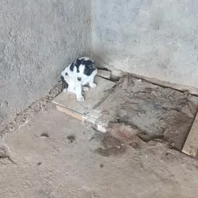 АЛАБАЙ.  КУЖИК