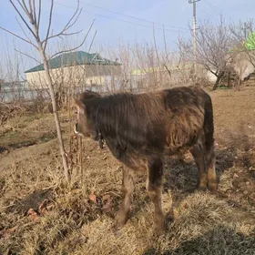 okuz siwes okuz siwes okuz