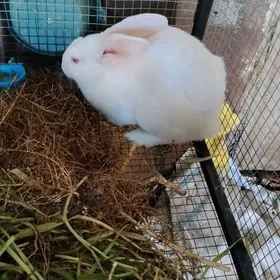 великан еркек