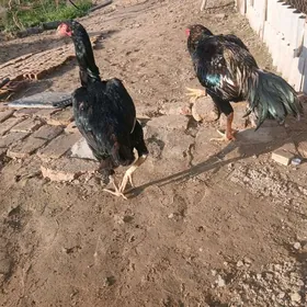 Байес хороз