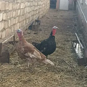 индюк еркек