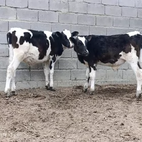 Galyşdeyin öküzler