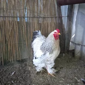 хораз арасса балгар