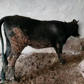 Сатлык унажын!