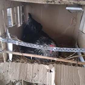 gigant brama ýumurtga