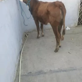 Gacar gacarlar tohum