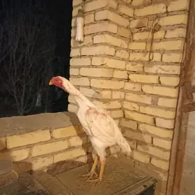 Озбек хораз