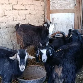 dog erkeç dog geçi