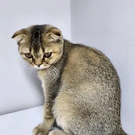 Шотландский вислаушки вязку