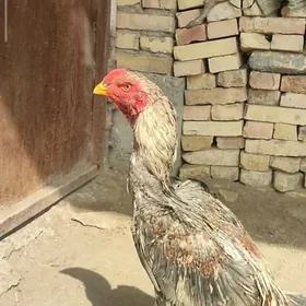 baýsow horas tohum Özbek