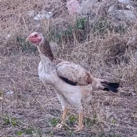 хораз товук.