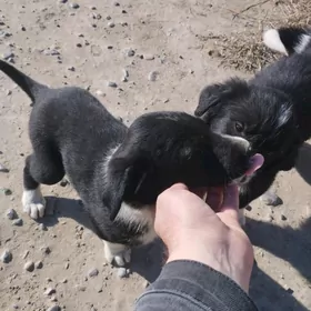 Три девочки щенка ищут семью.