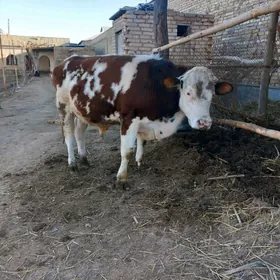 arassa simental gyz alla