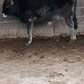 arginal şiwes öküz