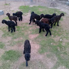 Ýetim Owlak we Guzular.