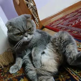 шатландская