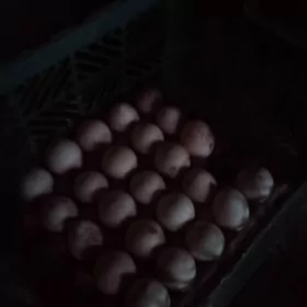 induk yumurtgainduk yumurtga