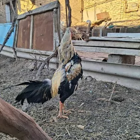 тарзан ветнам