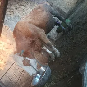 Semental saglyk sygyr