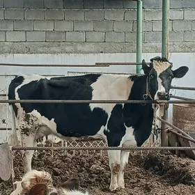 GARALA GALIŞDEÝIN SYGYR