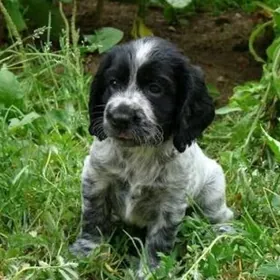 Русский охотничий спаниэль