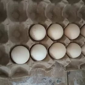 парода йымырта