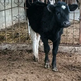 Mitis golişdeýin tüwe