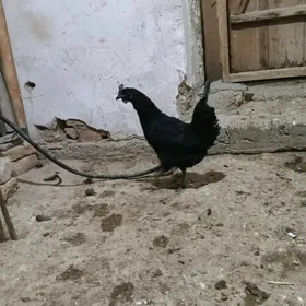 lakadeyzi towuk horazy par