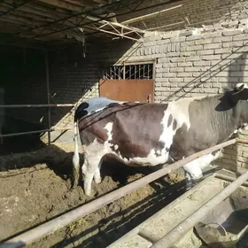 чорны пёстра унажын