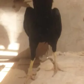 Порода товук юмиртолар...