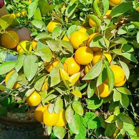 ЛИМОН ТЕПЛИЦА