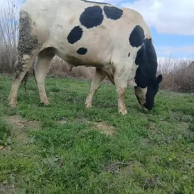 GALİŞTEÝIN ÖKÜZ