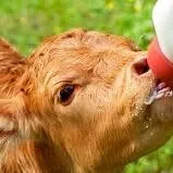 Gölelere süýt bermek üçin