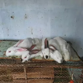 Towşan welikan erkekler