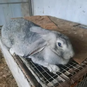 Towşan welikan matka