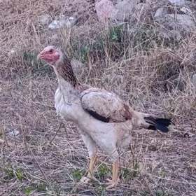 хораз товук.