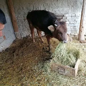 ökûz tohum mal iyermen